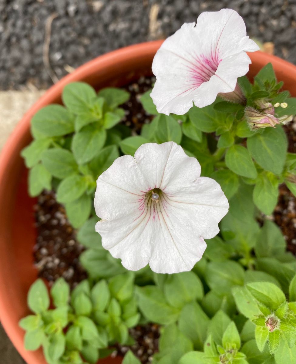 5月の花（６）