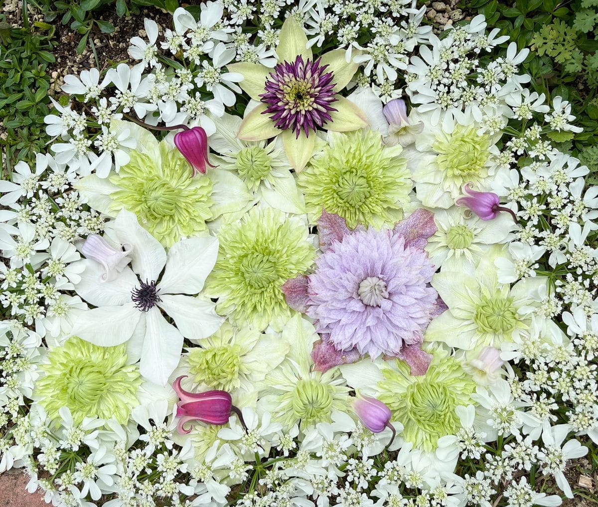 今日の花遊び💠