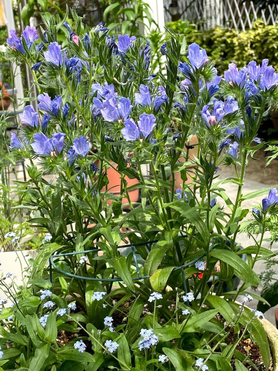 寄せ植えが花一杯になりました。