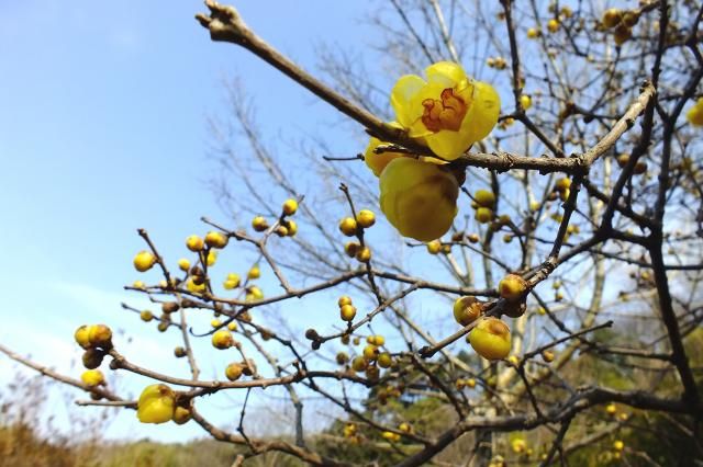 木々の花