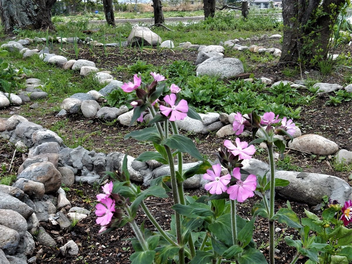 庭に咲く花-5月11日