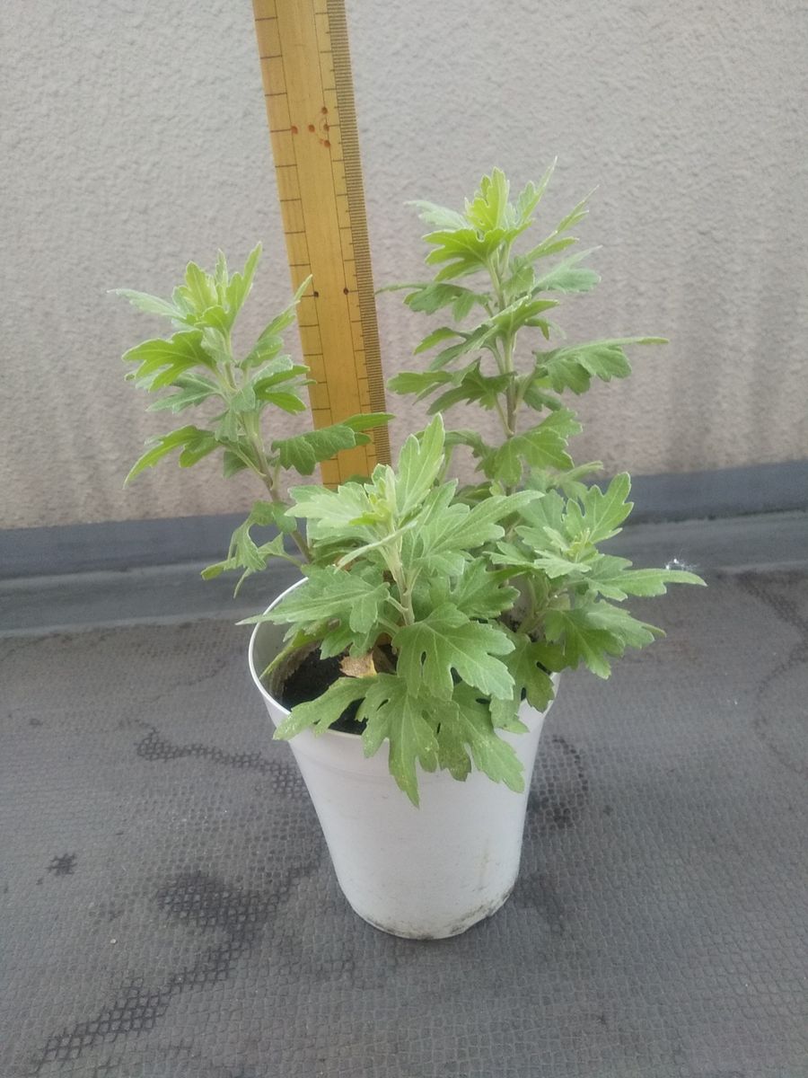 植物も虫も元気一杯