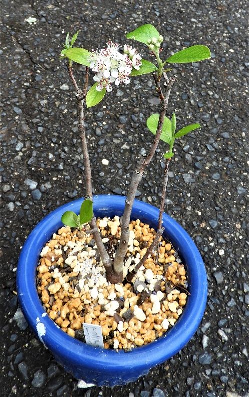 北米原産 アロニア アルブティフォリアの花