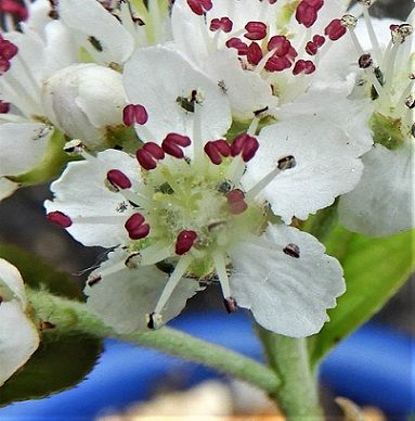 北米原産 アロニア アルブティフォリアの花