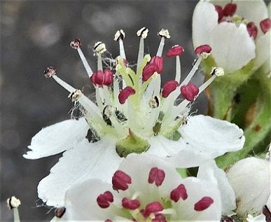 北米原産 アロニア アルブティフォリアの花