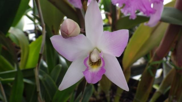 Cll. Mizoguchi ‘Princess Kiko’