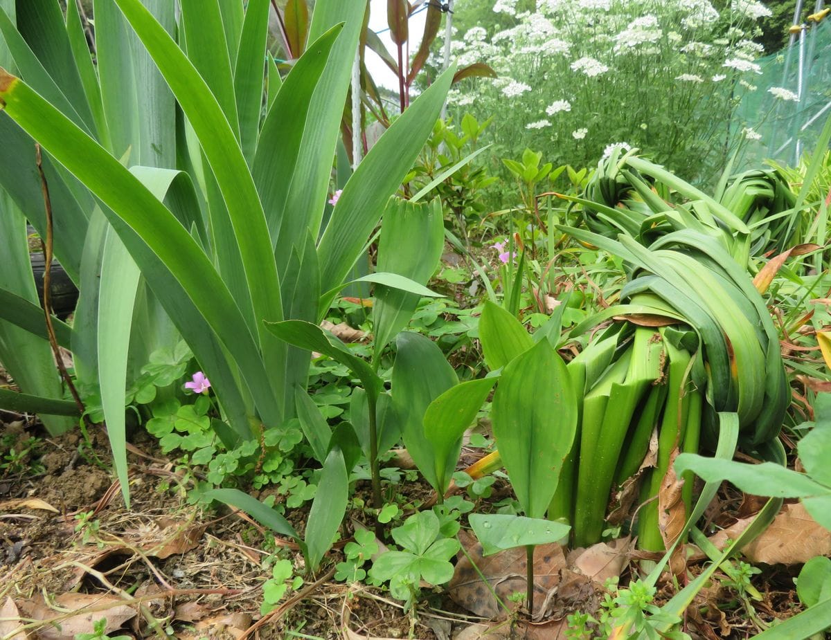 今年残念な花（風の谷）