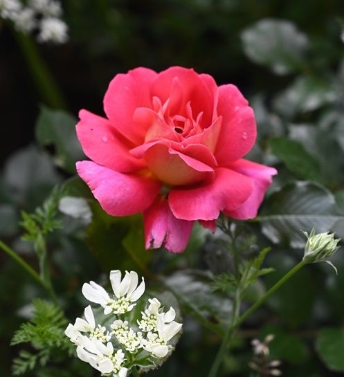 デルバール（仏）の花たち。