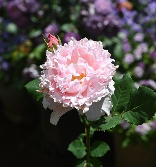 デルバール（仏）の花たち。