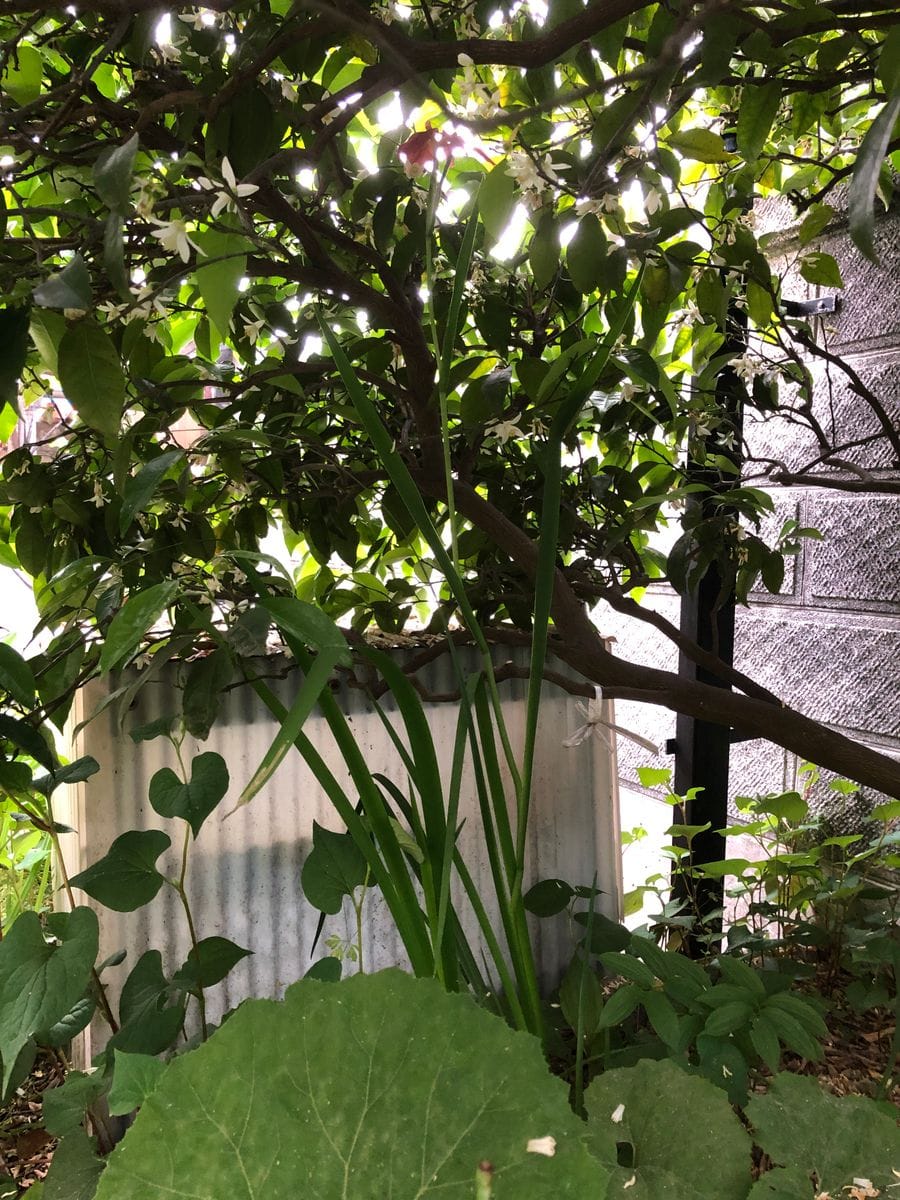 茶菖蒲が咲いています。