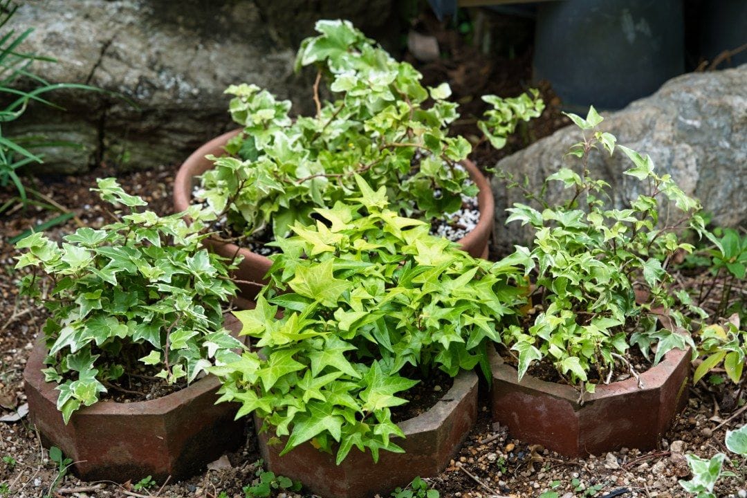 ヘデラの露地植え