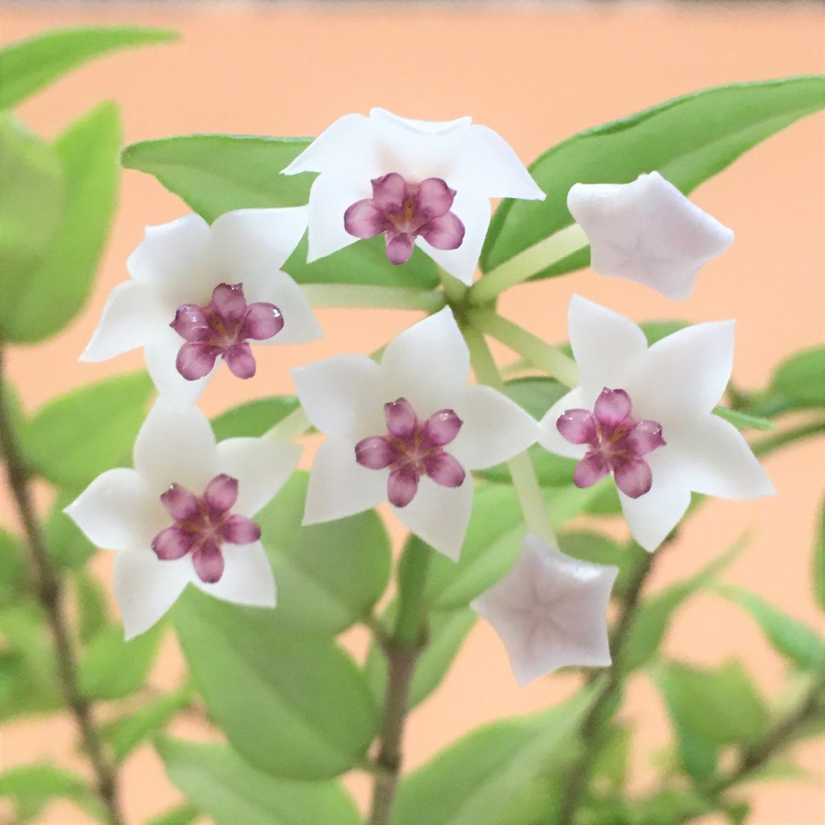 セブンスターが咲きました💕・続