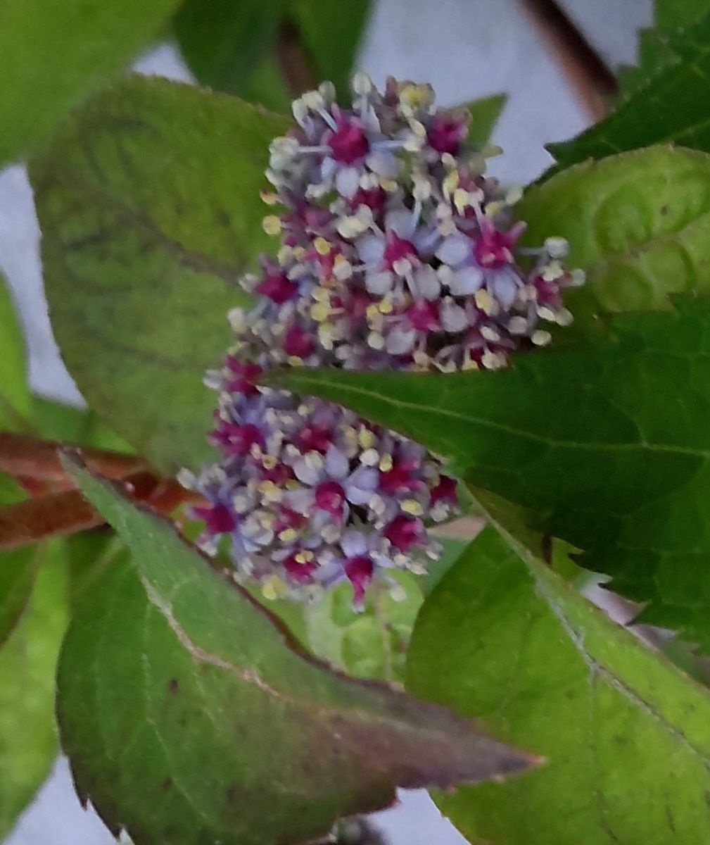 山紫陽花の季節①