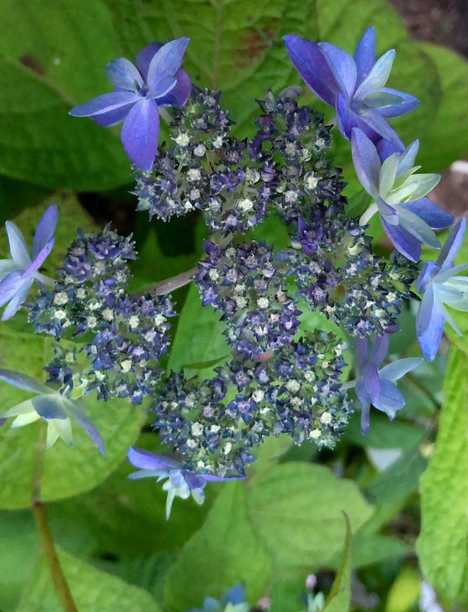 山紫陽花の季節①