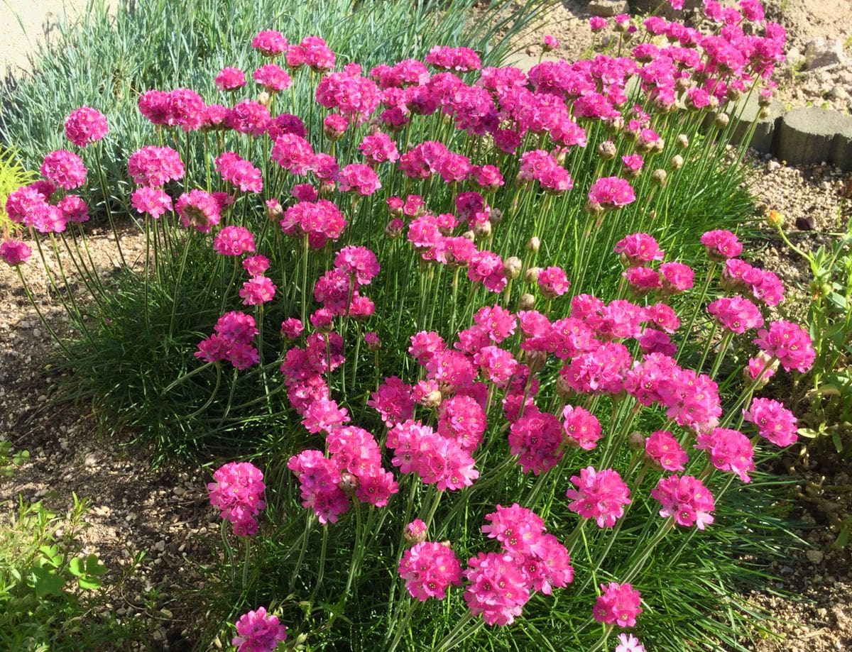 食用菊植えました