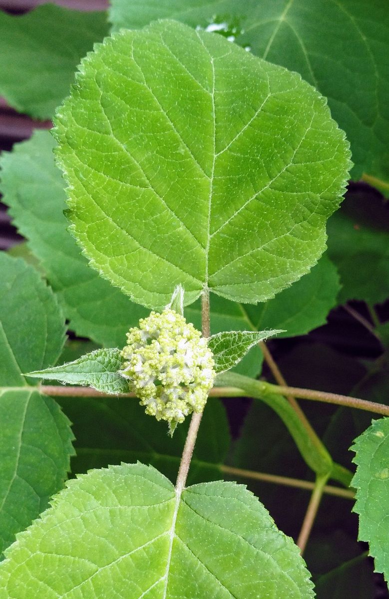 我が家の白い花🌼