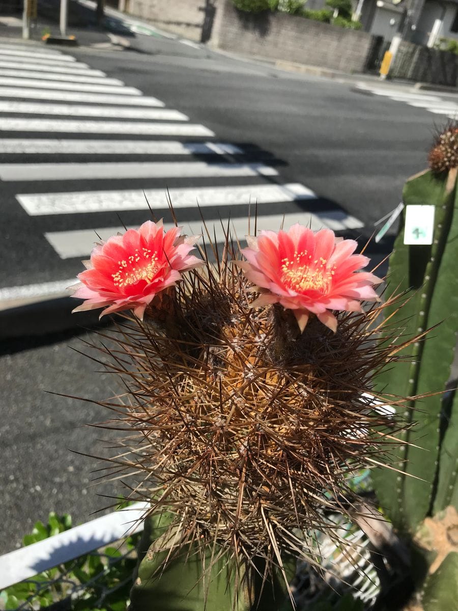 園芸日記を書く419日目