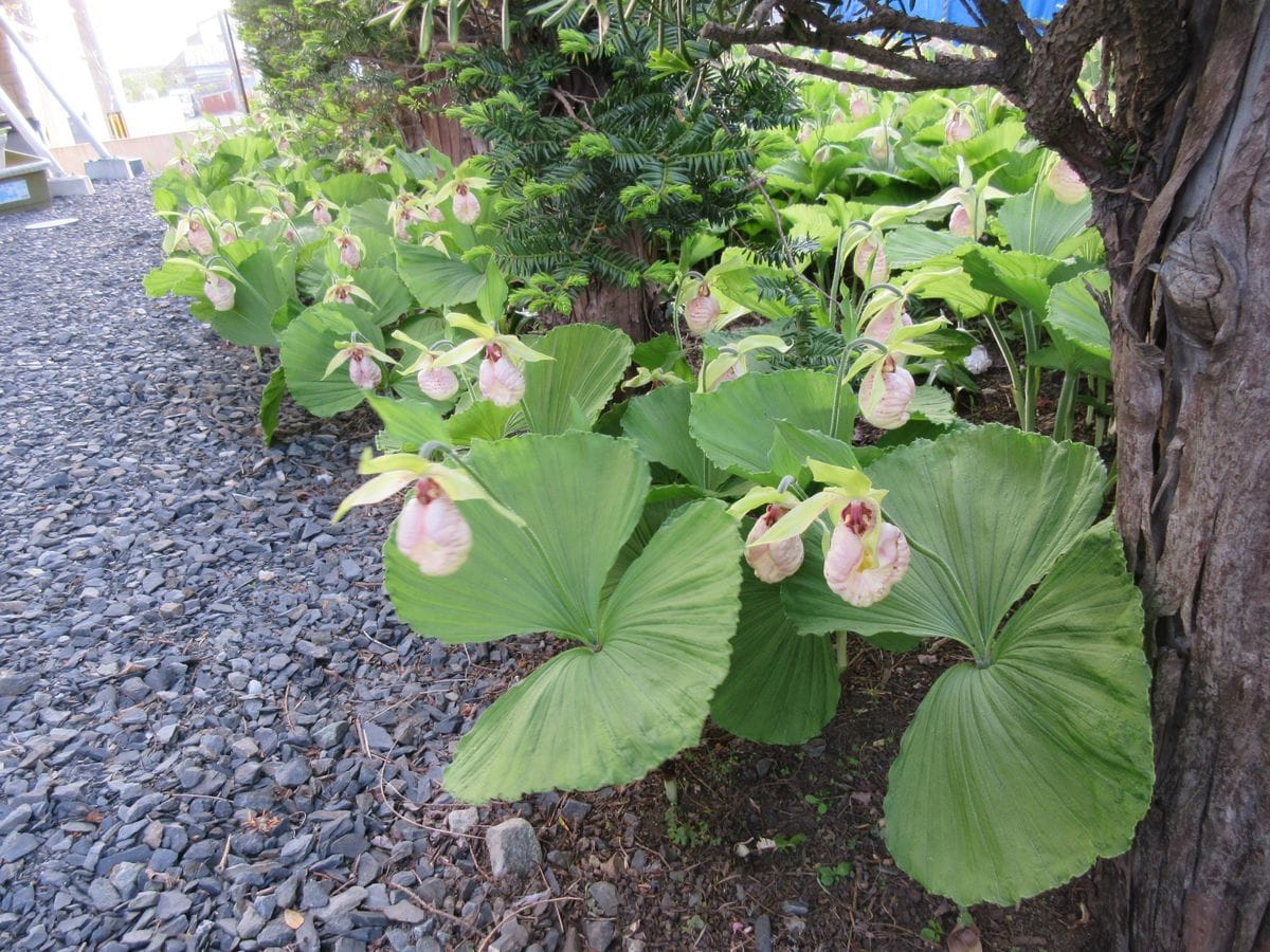 クマガイ草の生育日記 5月13日（木）お隣さんに不法侵入