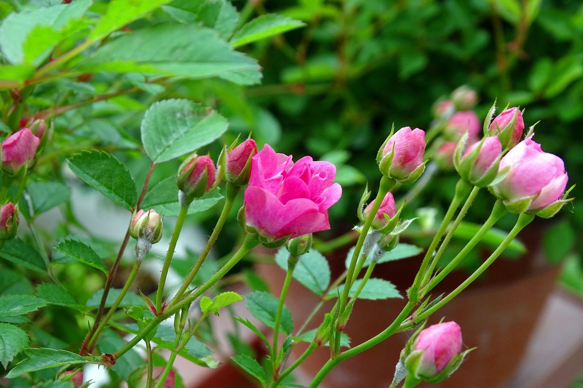 花々の葛藤