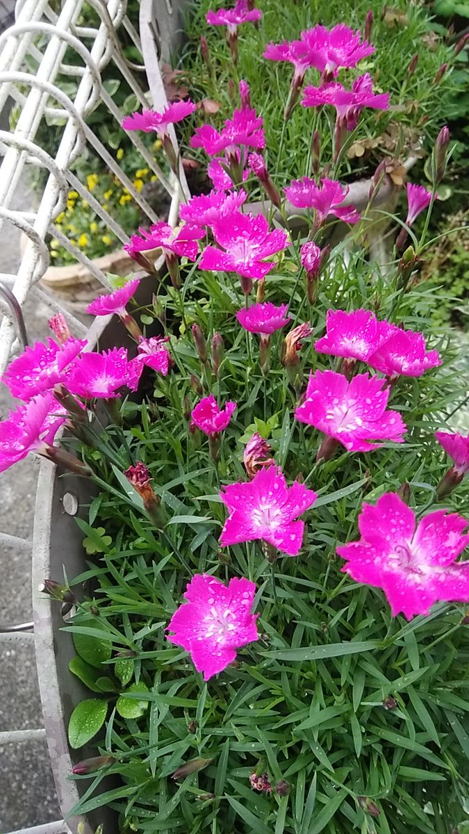 雨上がりに咲いた