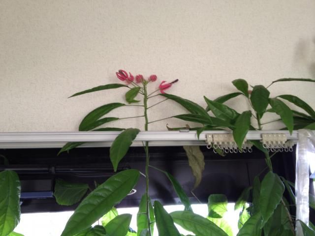 熱帯花木とクリロの蕾
