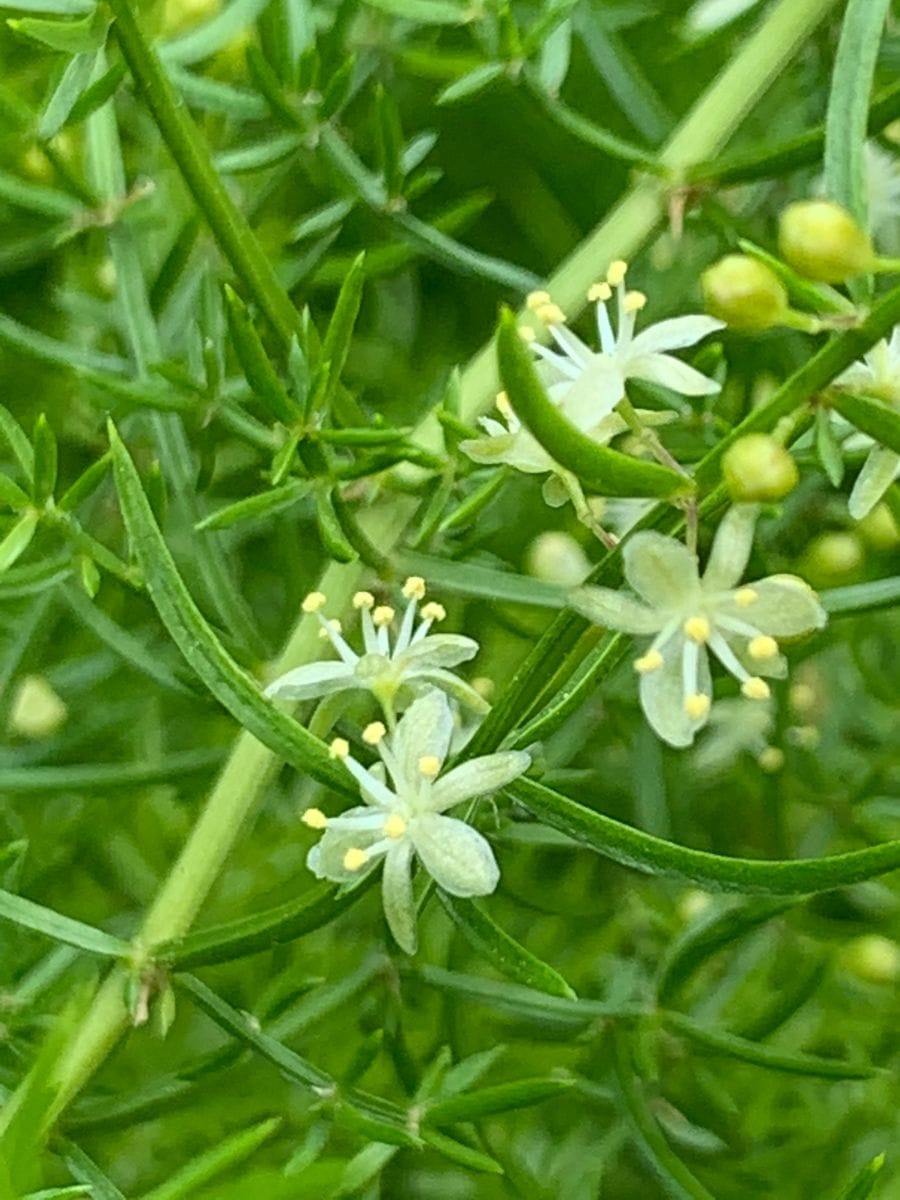 タチテンモンドウの花