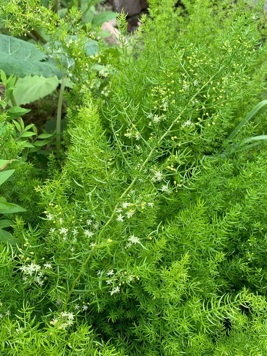 タチテンモンドウの花