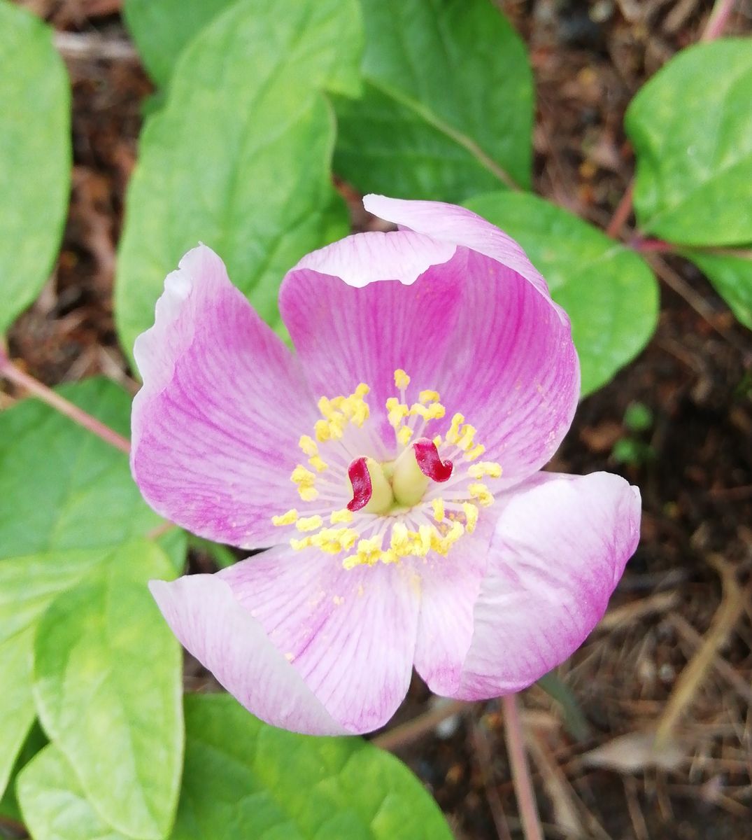 さまよえる　山芍薬(ヤマシャクヤク)