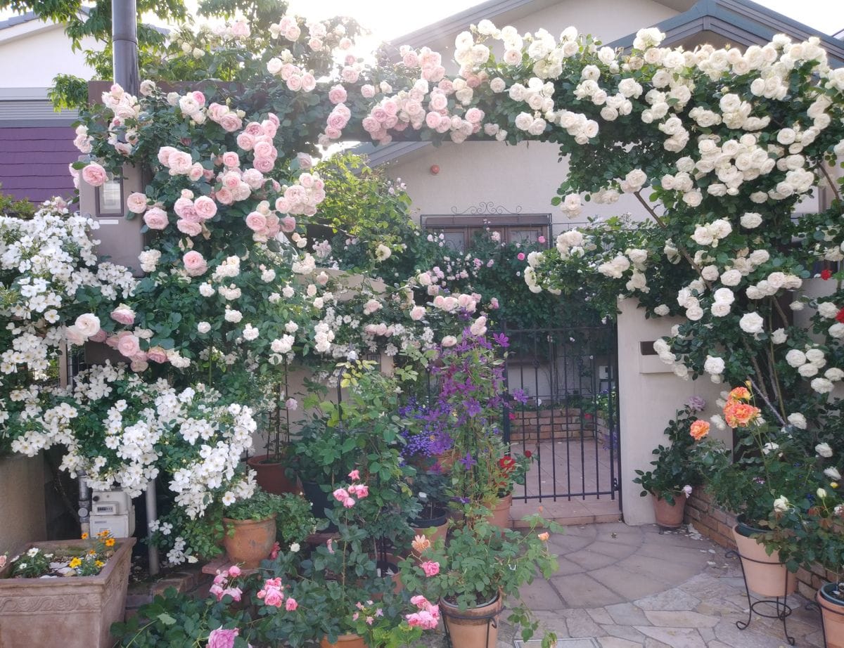 ご近所さんのバラ！とても美しいですね。