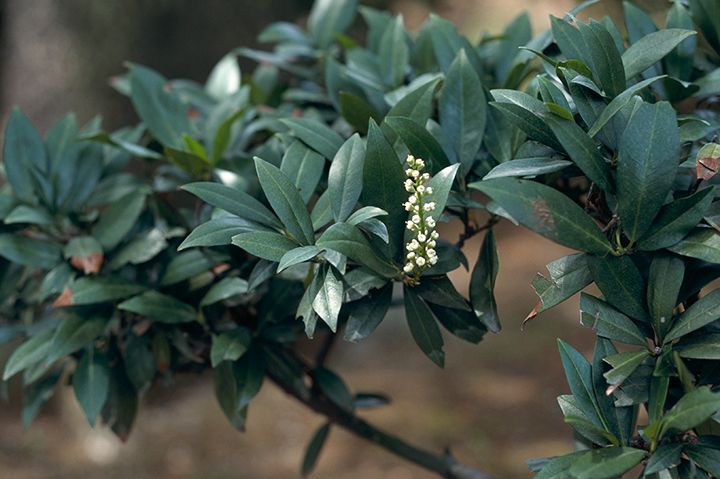 植物図鑑に新しく植物名を追加しました