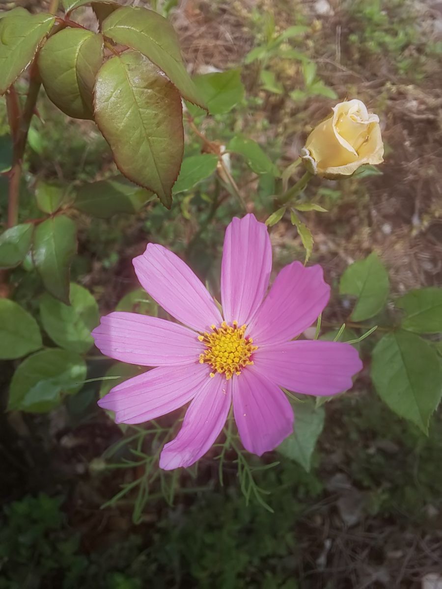 夏の植物たち、順調。