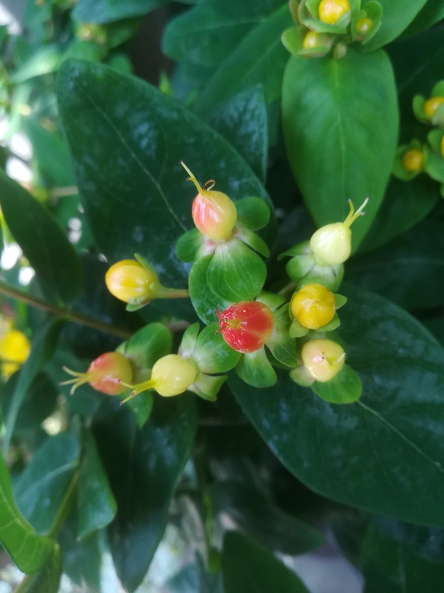 ヒペリカム💛ｼﾞｭｴﾘｰｼﾘｰｽﾞ💛開花中