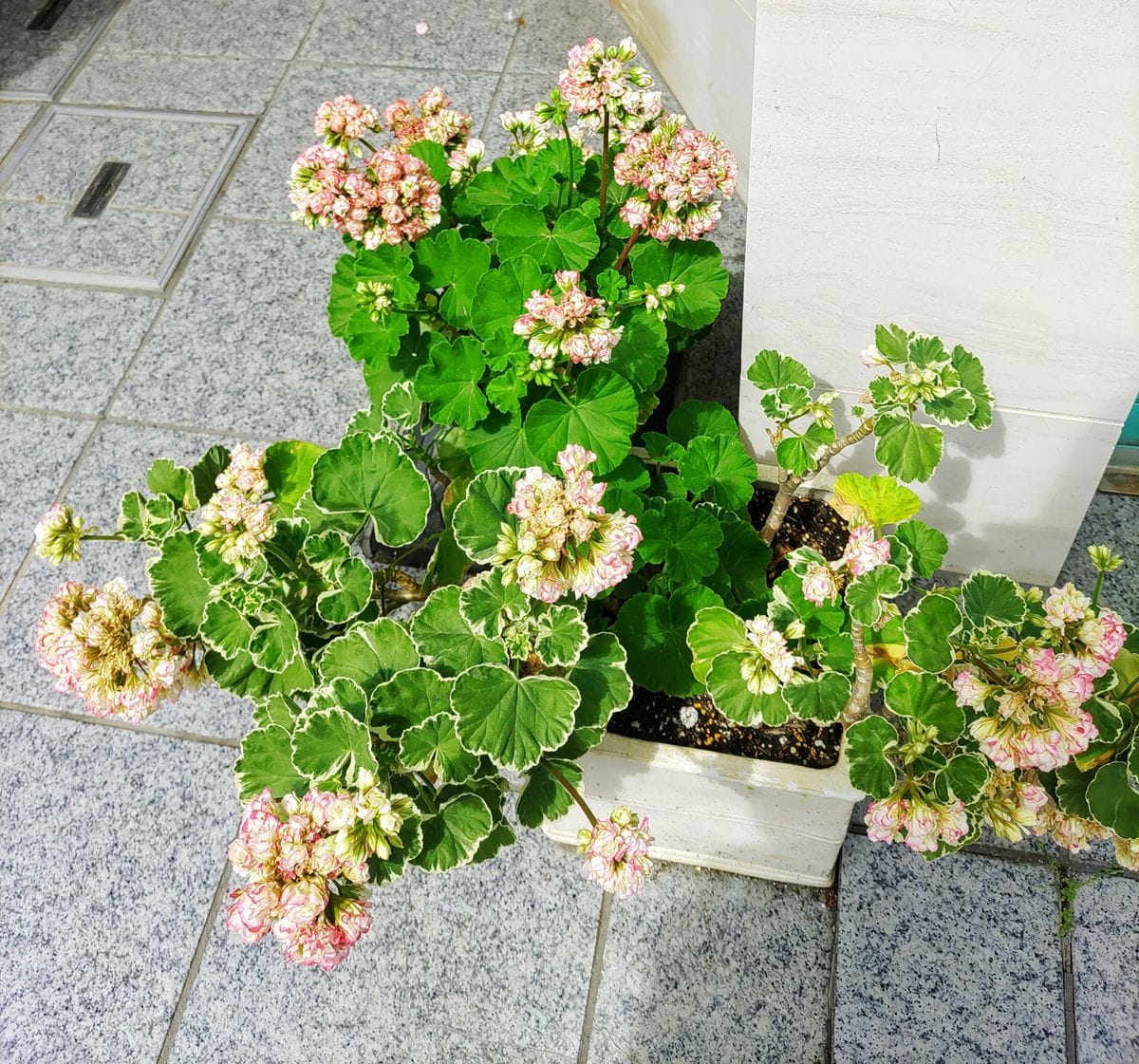 玄関ポーチの花達 園芸日記bypianonmama みんなの趣味の園芸