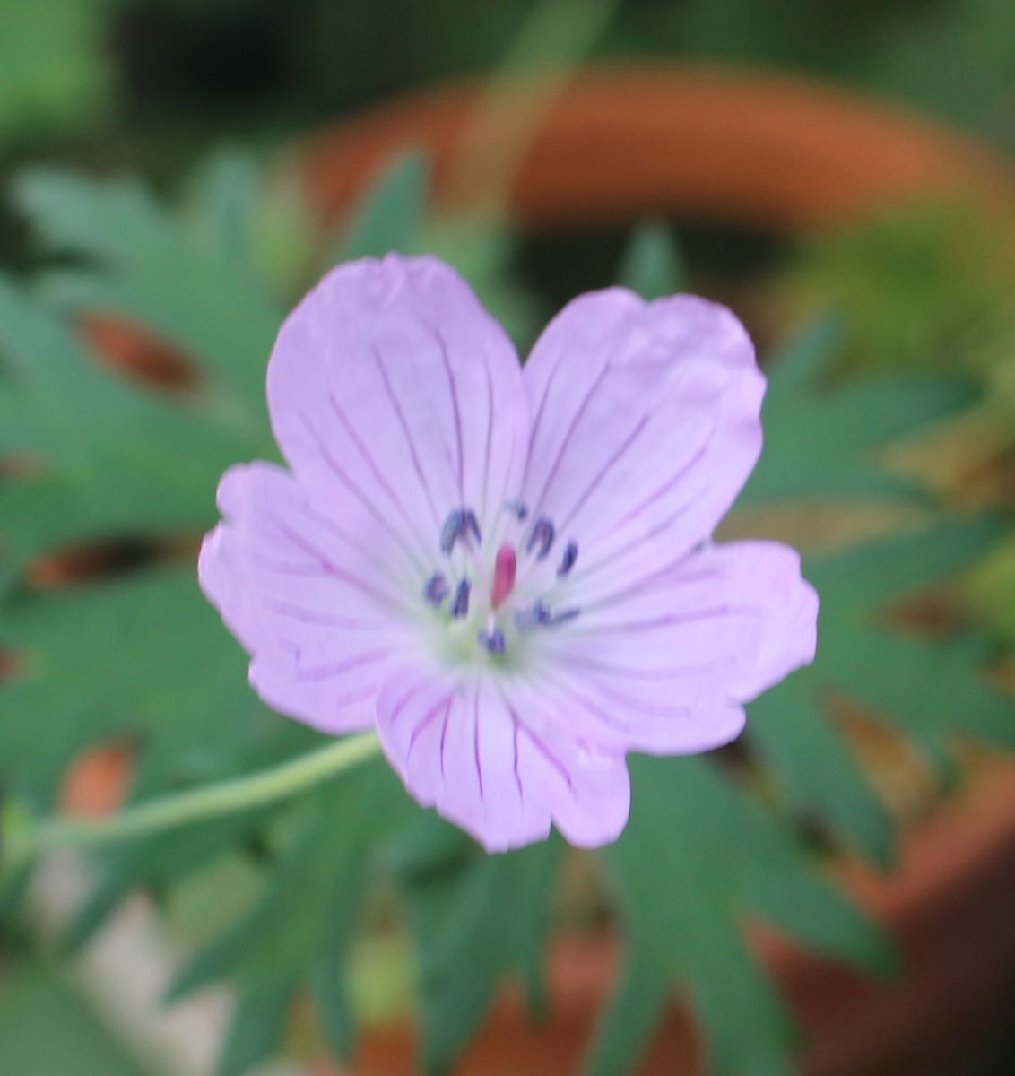 今日のお花