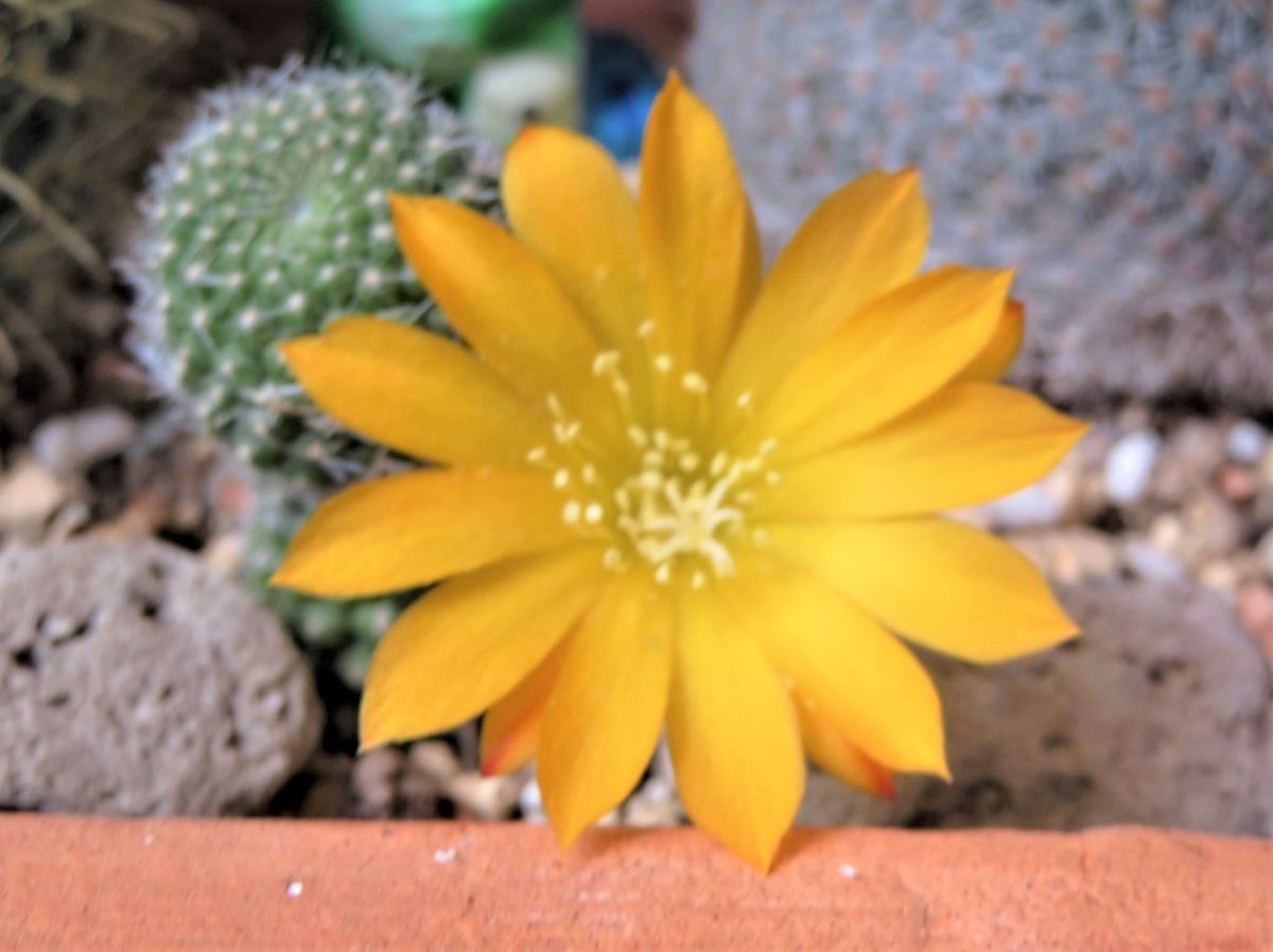 🌵サボテンの花🌵その７