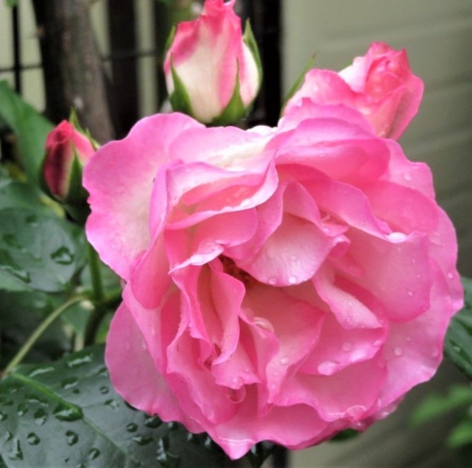 輝く🌹ストロベリーアイス🌹の花