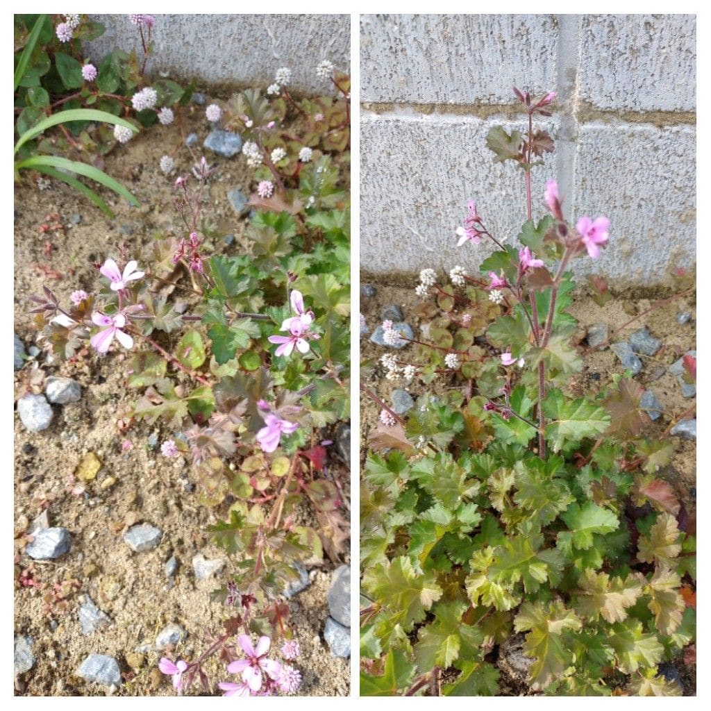 散歩道で見かけた花！