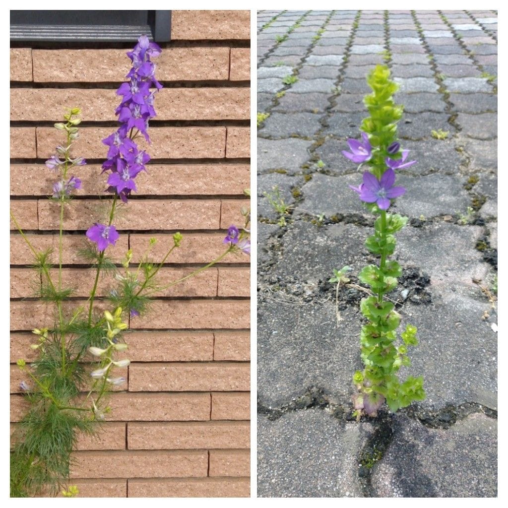 散歩道で見かけた花！