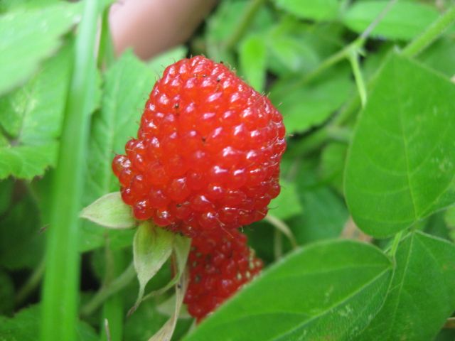 野草園の収穫