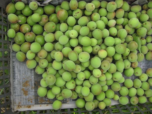 野草園の収穫