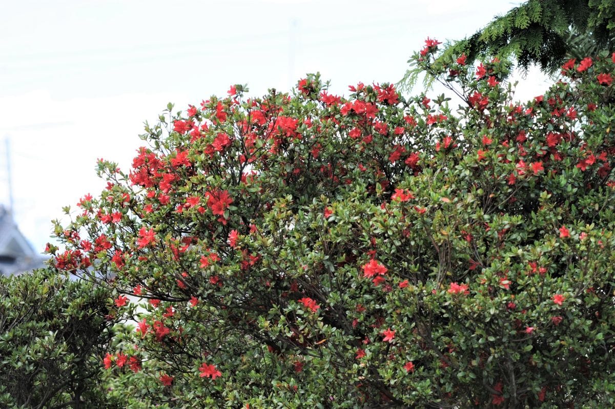 庭に咲く花　5月14日