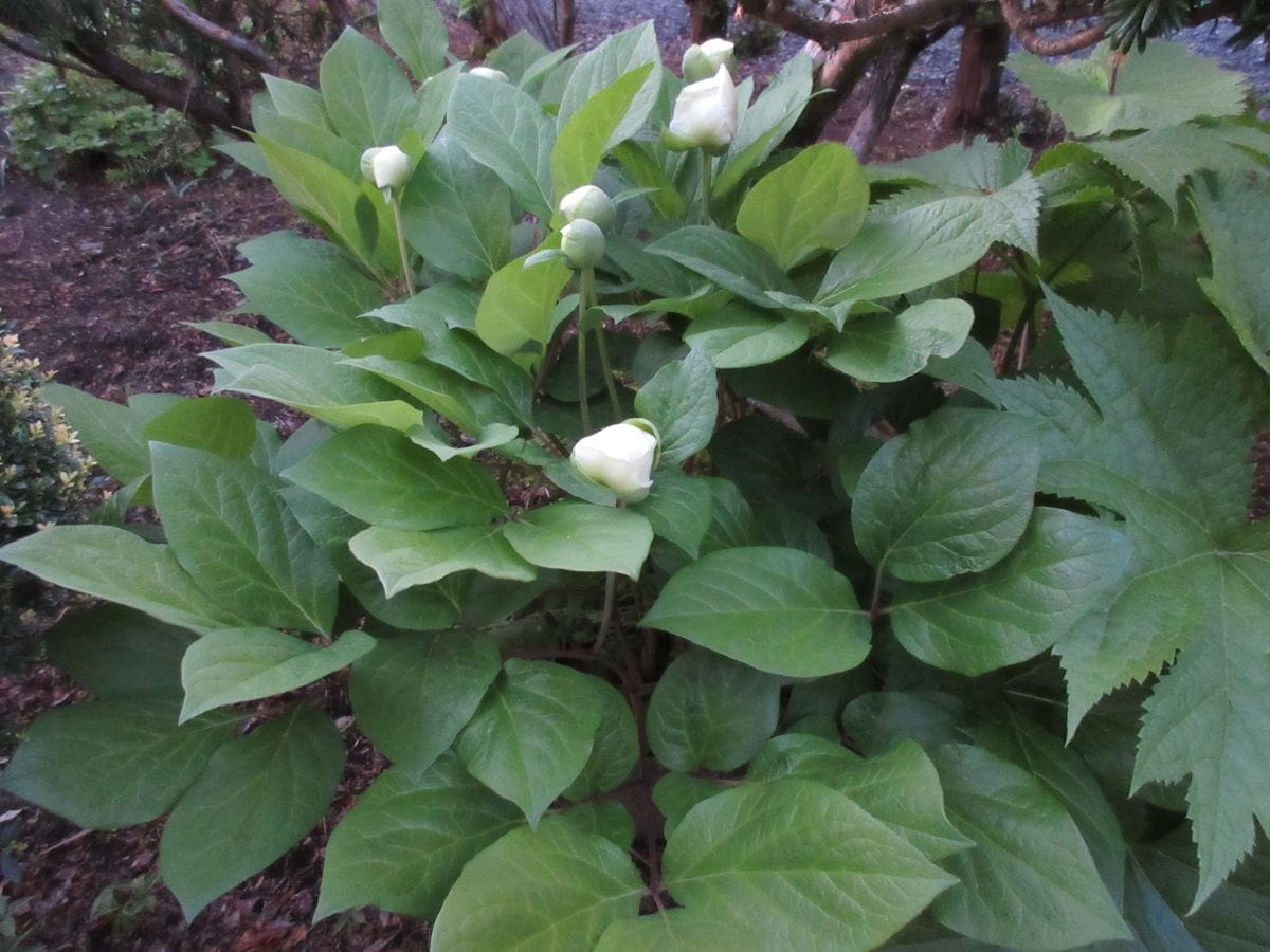 5月15日（土）山シャクヤク今朝の様子ですです