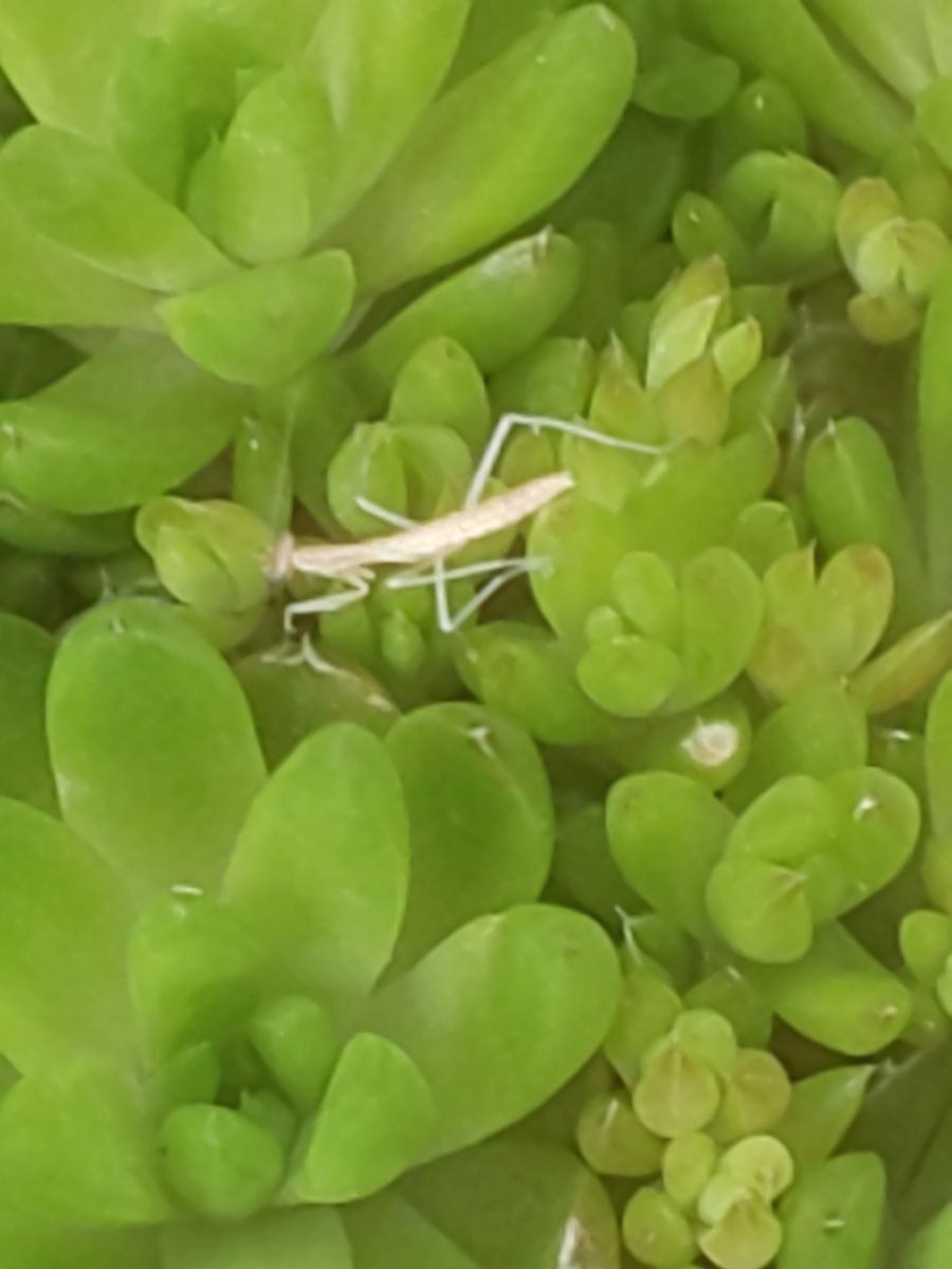 ⚠️カマキリの話です