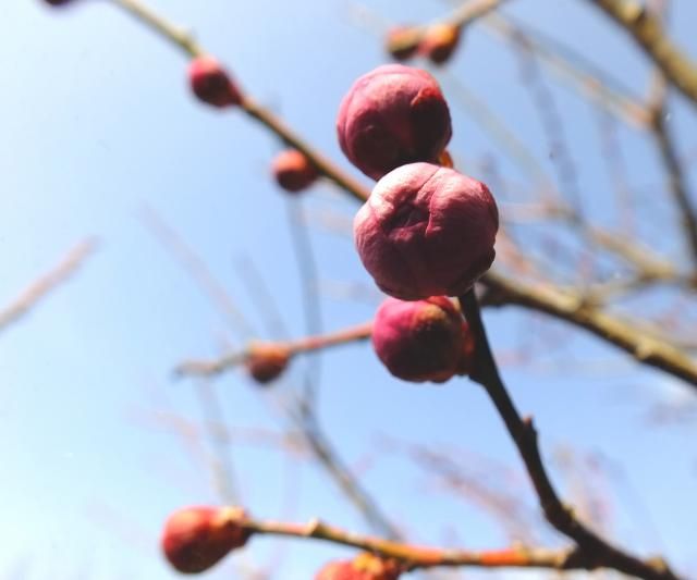 開花はいつかな