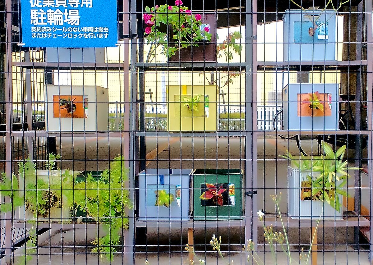 本日の作業　植込み　コリウス　日日草　ゴーヤ　サツマイモ