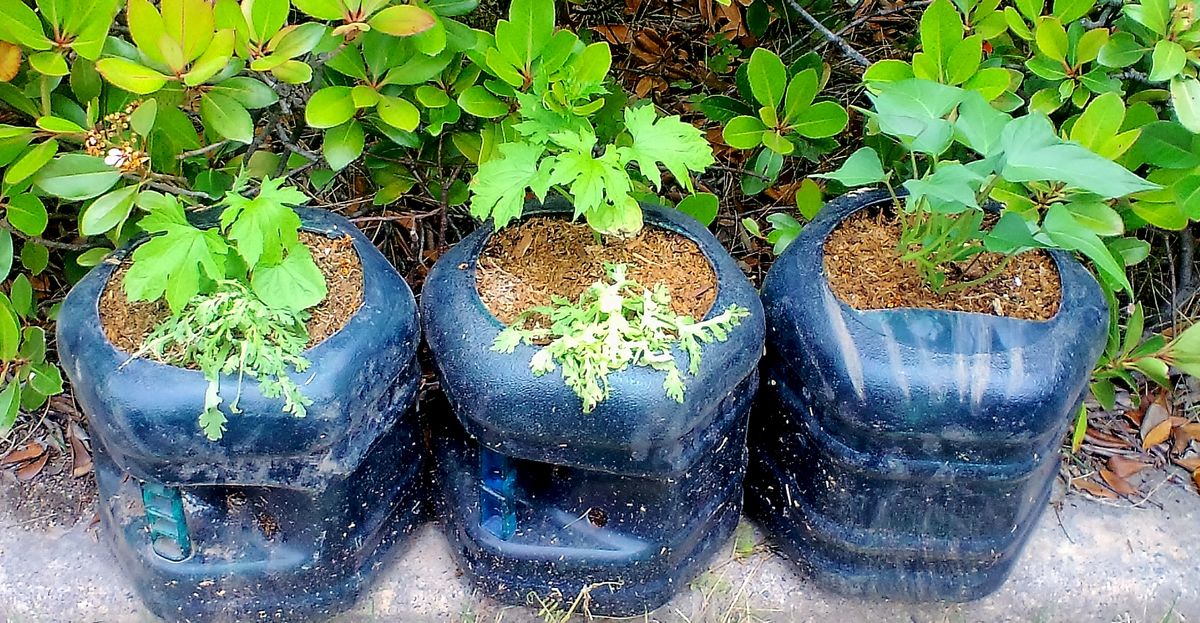 本日の作業　植込み　コリウス　日日草　ゴーヤ　サツマイモ