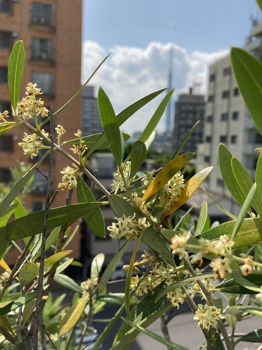 オクラが発芽しました。