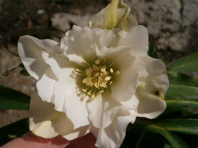 2010年交配。この花は…。