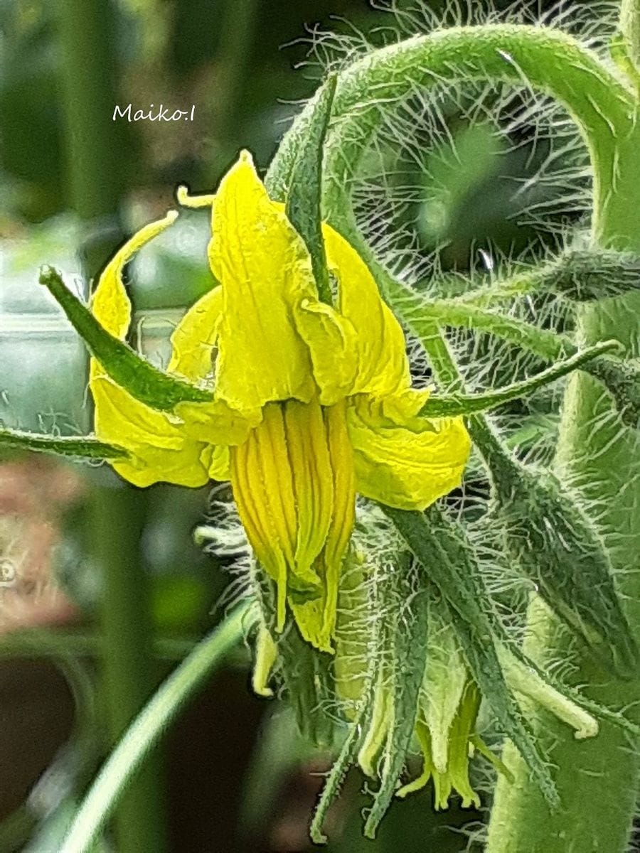 今朝の野菜。