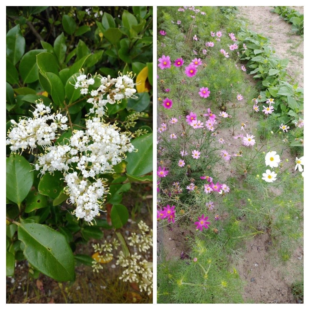 散歩道で見かけた植物！